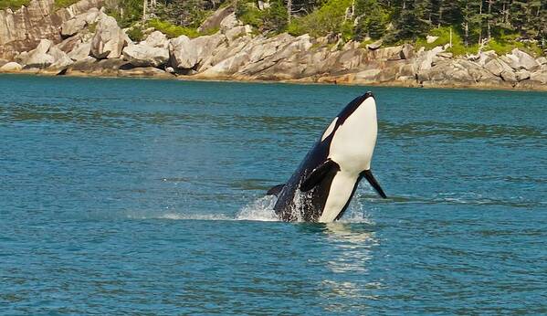 Animal Poster featuring the photograph Female Orca Cheval Island Alaska by Michael W Rogers