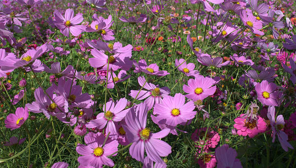 Flowers Poster featuring the photograph Flowers by Mike Ronnebeck