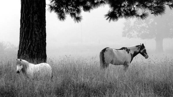 Black & White Poster featuring the photograph Fog Bound by Julia Hassett