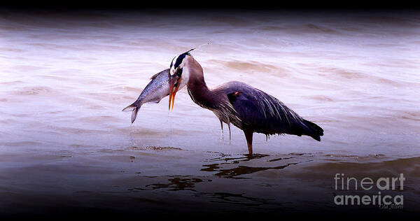 Great Blue Heron Poster featuring the photograph Freshly Caught by Ola Allen