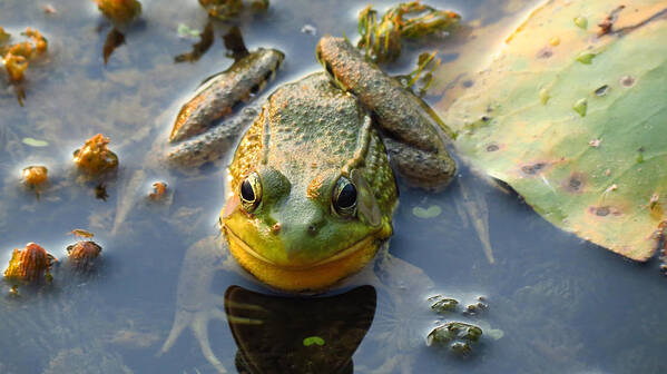 Frog Poster featuring the photograph Frog decorates the water by Carolyn Hall