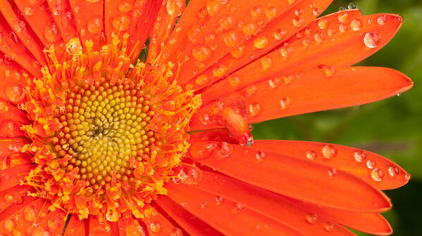 Gerber Daisy Poster featuring the photograph Gerber Daisy by John Magyar Photography