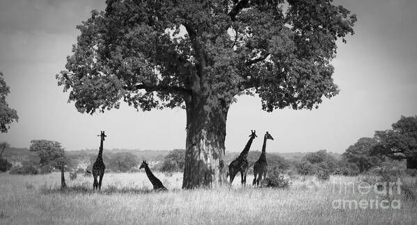 Giraffes Poster featuring the photograph Giraffes and Baobab Tree by Chris Scroggins