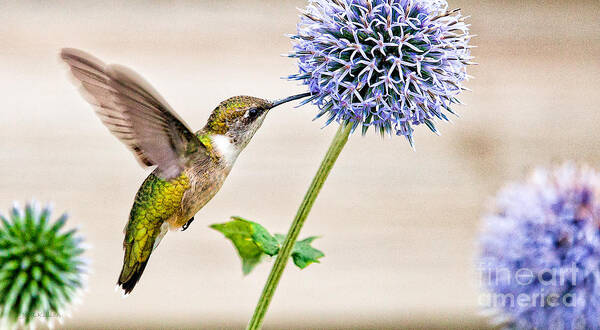 Humming Bird Poster featuring the photograph Globe Thistle Hummer by Jan Killian