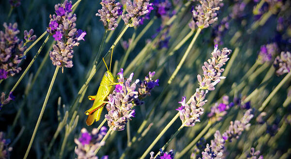 Flower Poster featuring the photograph Grasshopper on Lavender by Mary Lee Dereske