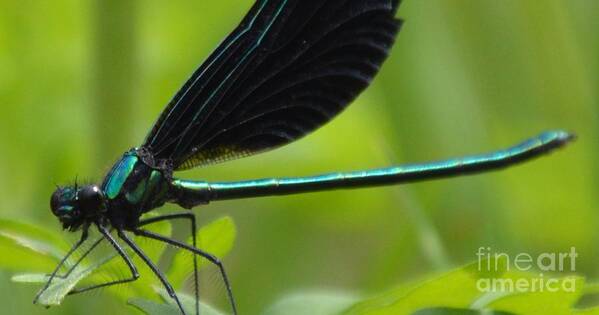Damselfly Poster featuring the photograph Green Damselfly by Lynellen Nielsen