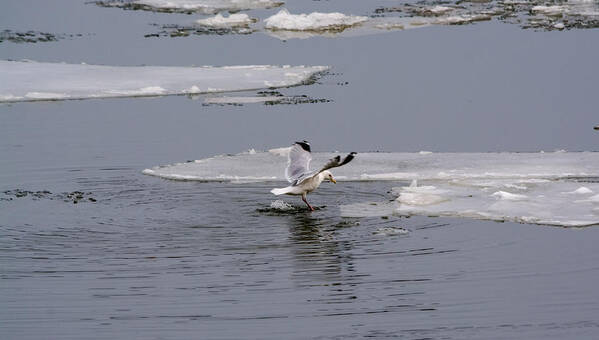 Gull Poster featuring the photograph Gull Standing On Thin Ice by Holden The Moment