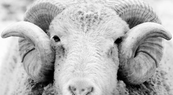 Ram Poster featuring the photograph How Ewe Doin by Courtney Webster
