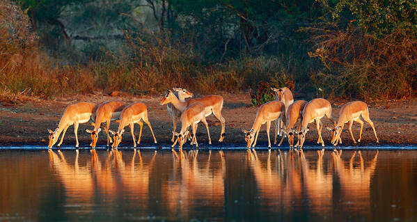 Impala Poster featuring the photograph Impala herd with reflections in water by Johan Swanepoel