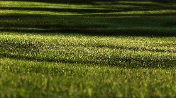 Grass Poster featuring the photograph Lines by Melissa Petrey