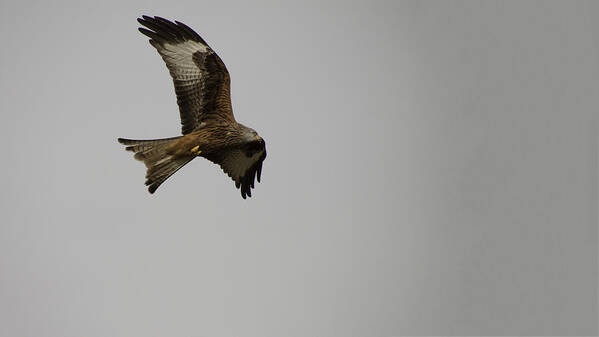 Red Kite Poster featuring the photograph Lone Red Kite by Nigel Jones