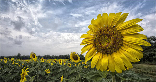 Helianthus Annuus Poster featuring the photograph Looking at the Sun by Robert Fawcett