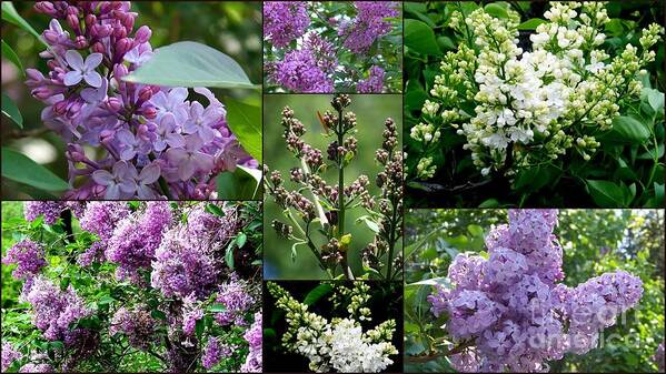 Lilac Poster featuring the photograph Luscious Lilacs by Eunice Miller