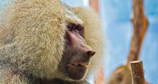 Close Poster featuring the photograph Male Baboon by Jonny D