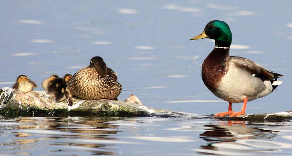 Family Poster featuring the photograph Mallard Family by Shane Bechler