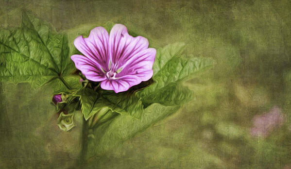 Mallow Poster featuring the photograph Mallow Hollyhock by Lena Auxier