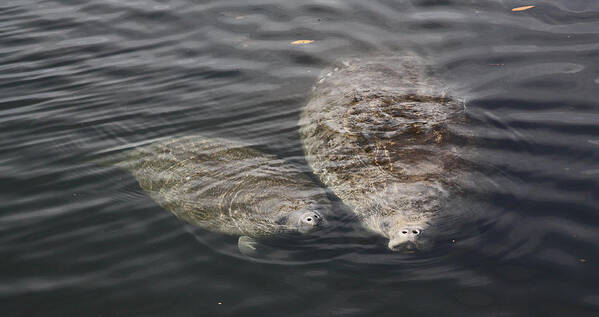 Manatee Poster featuring the photograph Manatee Cow and Calf by Jean Clark