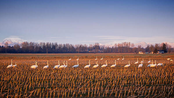 Birds Poster featuring the photograph March of the Swans by Mary Lee Dereske