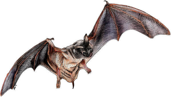 Illustration Poster featuring the photograph Mexican Free-tailed Bat by Roger Hall