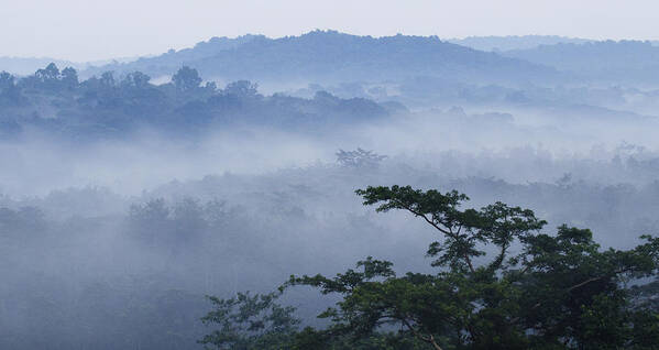 Sebastian Kennerknecht Poster featuring the photograph Mist Over Tropical Rainforest Kibale Np by Sebastian Kennerknecht