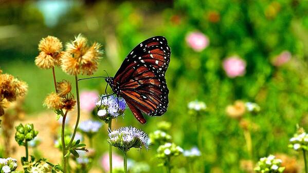 Butterfly Prints Poster featuring the photograph Monarch Butterfly by Kristina Deane