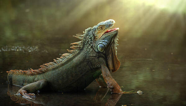 Lizard Poster featuring the photograph Morning Light by Fahmi Bhs