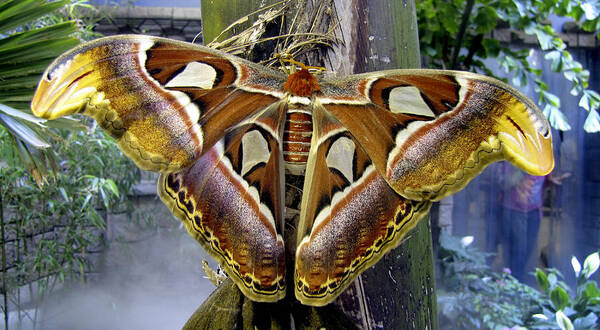 Giant Poster featuring the photograph Atlas Moth by Bob Slitzan