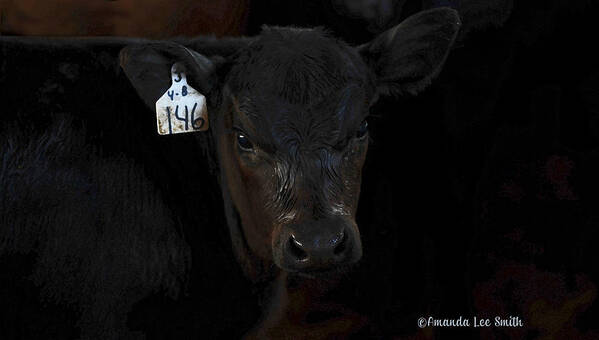 Calf Poster featuring the photograph Number 146 by Amanda Smith