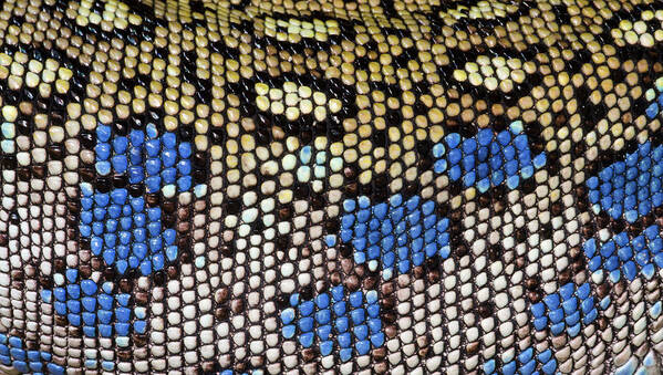 Reptile Poster featuring the photograph Ocellated Lizard Skin Pattern by Nigel Downer