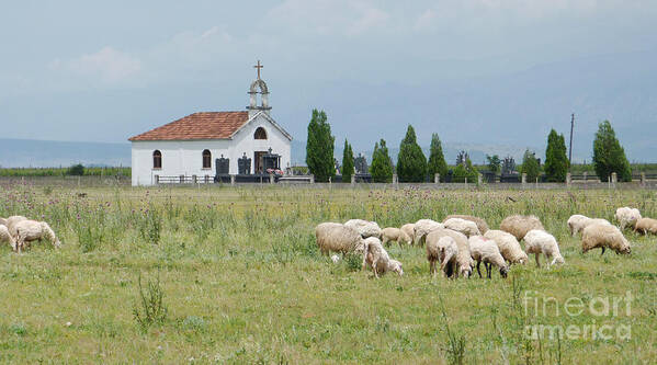 Sheep Poster featuring the photograph Orthodox Church and sheep - Montenegro by Phil Banks