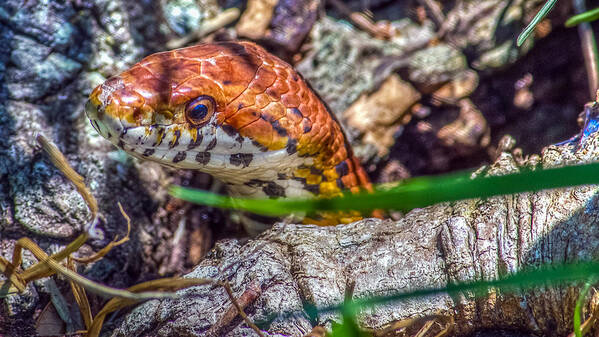 Animal Poster featuring the photograph Pantherophis guttatus by Traveler's Pics