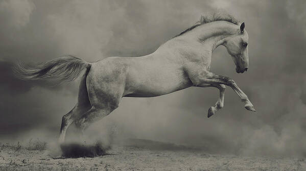Horse Poster featuring the photograph Parical by Hamze Dashtrazmi (