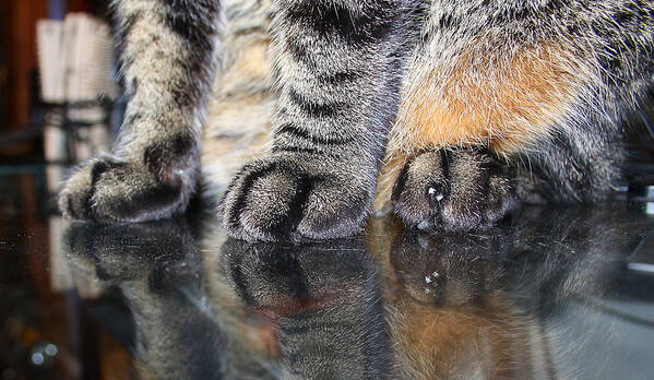 Cat Poster featuring the photograph Paws by Dart Humeston