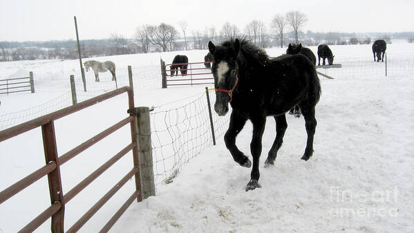 Colt Poster featuring the photograph Percheron Horse Colt in Snow by Conni Schaftenaar