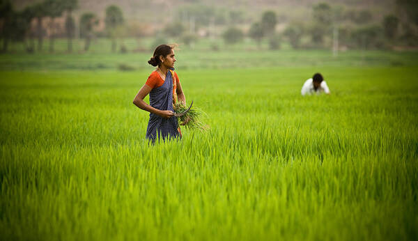 India Poster featuring the photograph Rice Harvest by John Magyar Photography