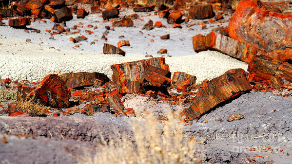 Purple Poster featuring the photograph Rock Garden by Shawn MacMeekin