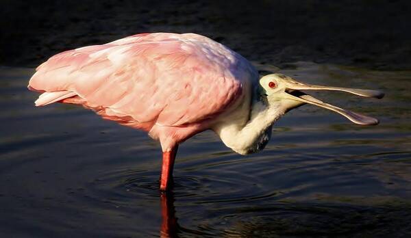 Spoonbill Poster featuring the photograph Roseate Spoonbill by Paulette Thomas