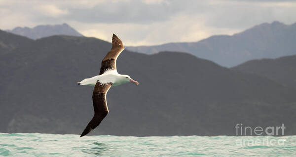 Behavior Poster featuring the photograph Royal Albatross Flying Among Mountains by Max Allen