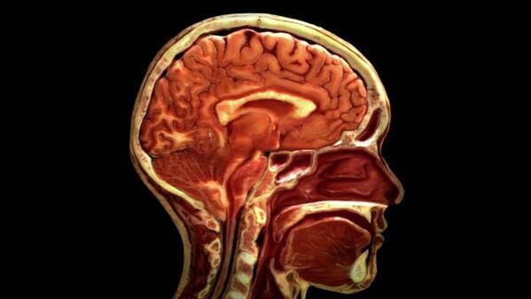 3d Visualization Poster featuring the photograph Sagittal Section Of Head by Anatomical Travelogue