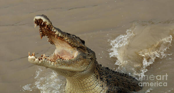  Salt Water Crocodile Poster featuring the photograph Salt Water Crocodile 2 by Bob Christopher