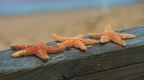 Starfish Poster featuring the photograph Sea Star Trio by Cathy Lindsey