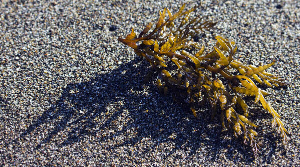 Seaweed Poster featuring the photograph Seaweed Shadow by Josh Bryant