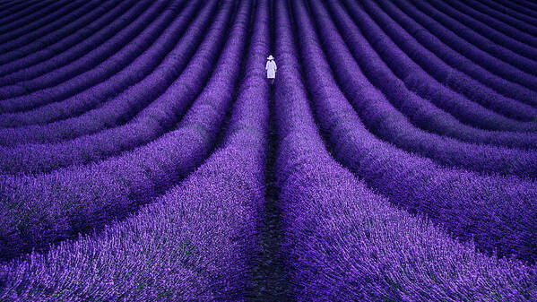 Purple Poster featuring the photograph She by Lluis De Haro