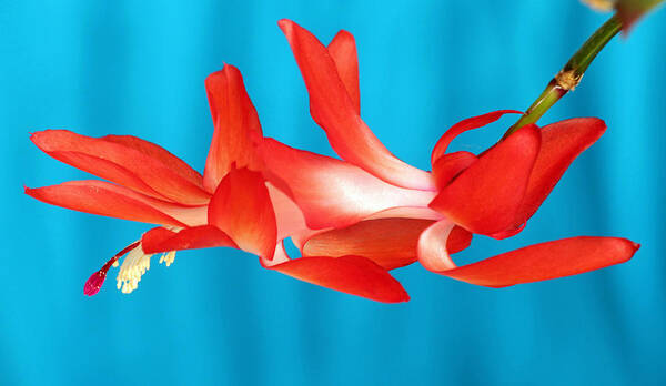 Christmas Cactus Poster featuring the photograph Single Red Bloom by E Faithe Lester