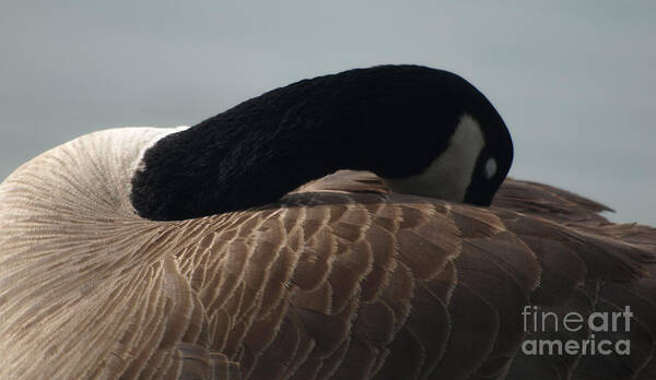 Canada Goose Poster featuring the photograph Sleeping Canada Goose by Jacklyn Duryea Fraizer