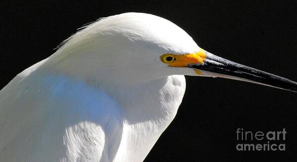 Egret Poster featuring the photograph Snowy Egret by Quinn Sedam