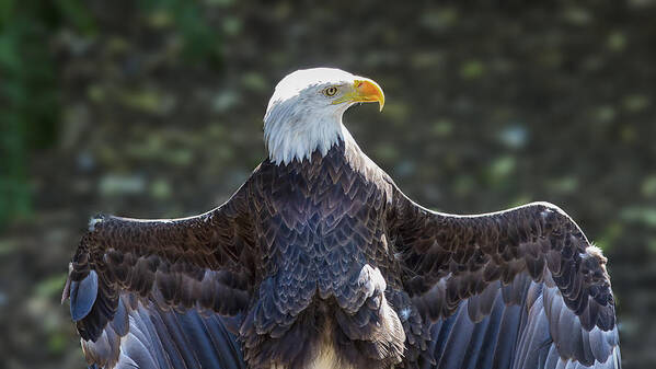 Eagle Poster featuring the photograph Spread Eagle by Bill and Linda Tiepelman