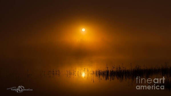 Sunrise In The Fog Poster featuring the photograph Sunrise in the fog by Torbjorn Swenelius