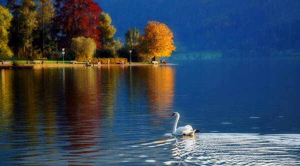 Beautiful Poster featuring the photograph Beautiful Autumn Swan at Lake Schiliersee Germany by Ginger Wakem