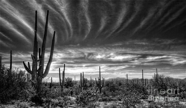Arizona Poster featuring the photograph The Desert in Black and White by Saija Lehtonen